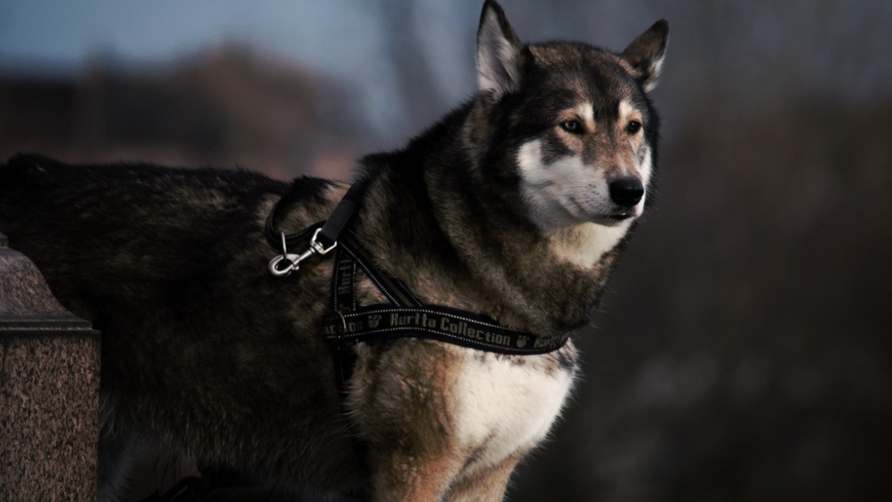 Ветеринары рекомендуют полностью исключить кури...