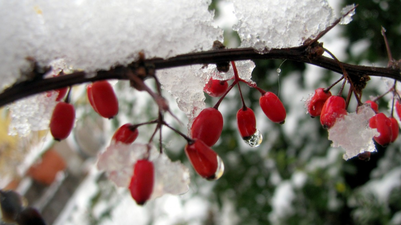 Специалисты рассказали, вернутся ли морозы и ка...