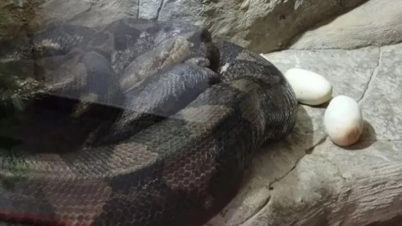 Сотрудники Ялтинского крокодиляриума стали свид...