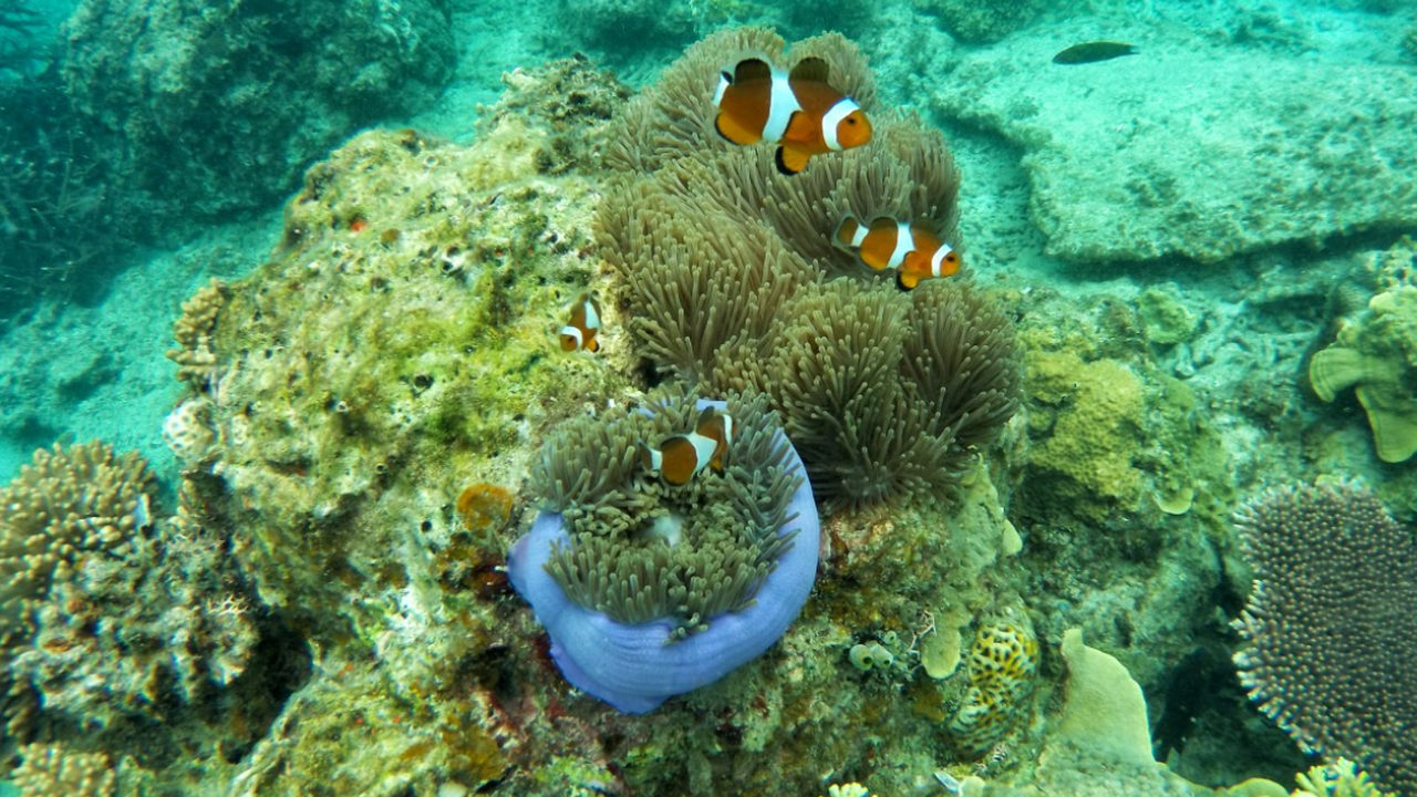 Австралийские учёные пришли к выводу, что одной...