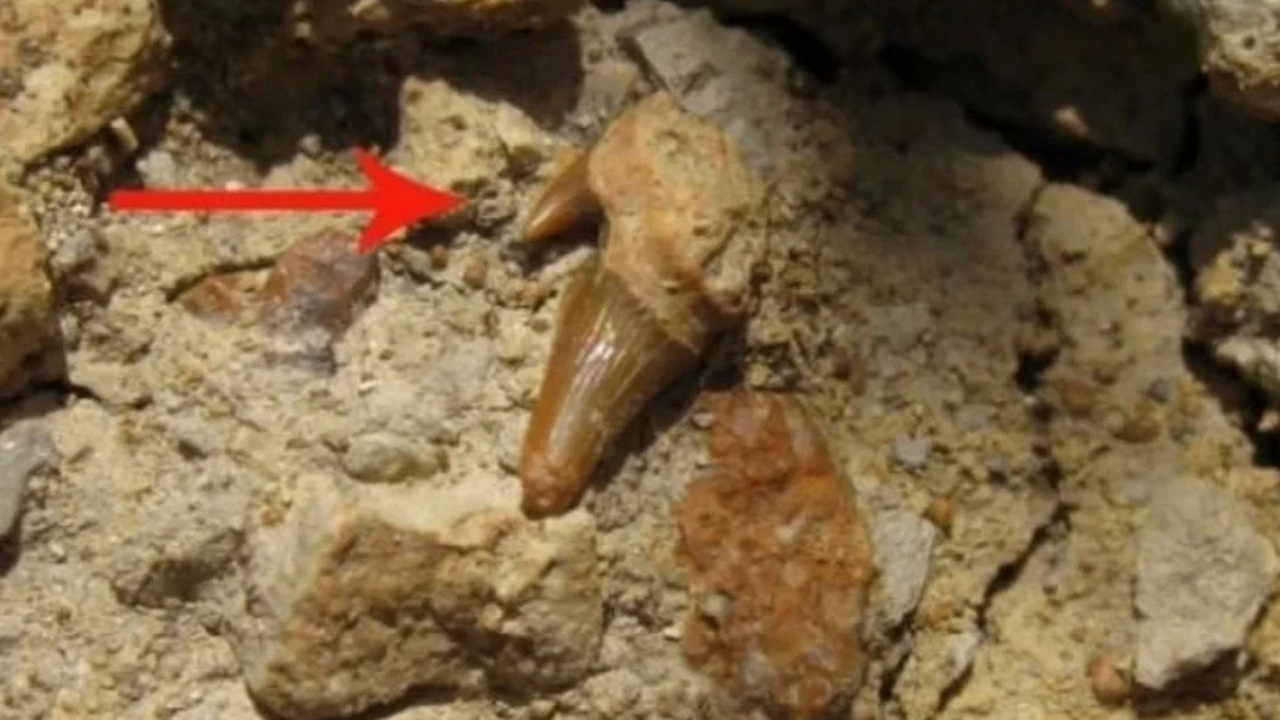 Симферополь стал местом удивительной палеонтоло...