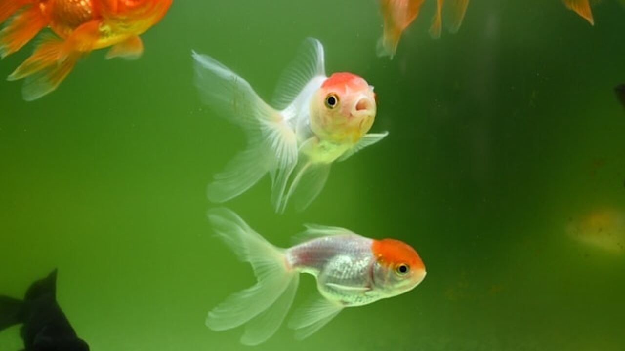 Американские экологи установили, что аквариумны...