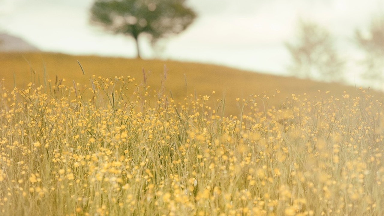 Аграрный сезон в Крыму стартовал с посевной кам...