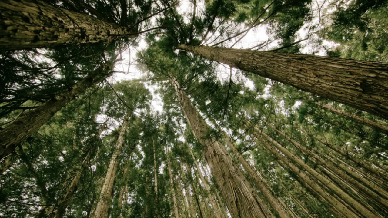 Несмотря на высокий уровень развития науки и те...