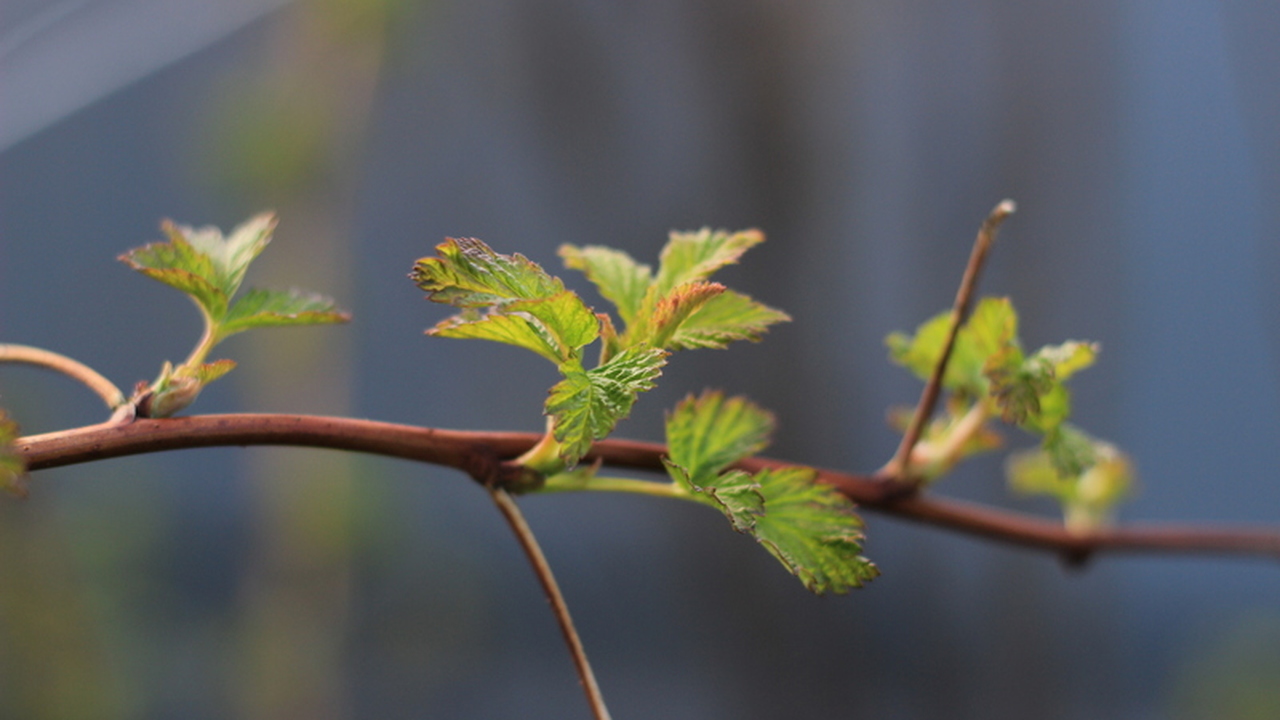Российские метеорологи прогнозируют наступление...