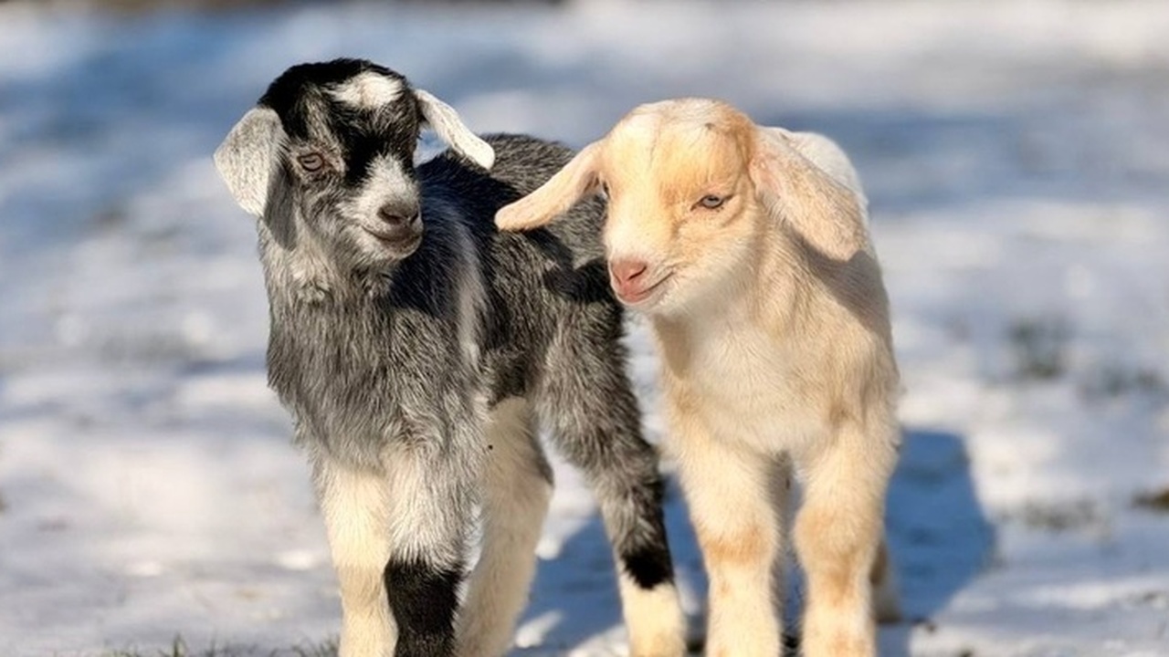 В симферопольском зооуголке зафиксировано перво...