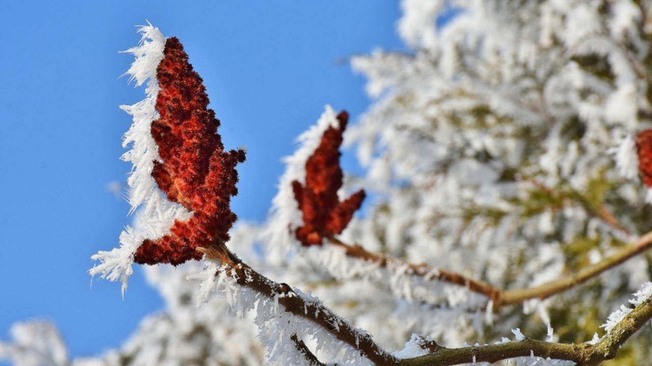 Оставшиеся зимние месяцы обещают быть более сур...