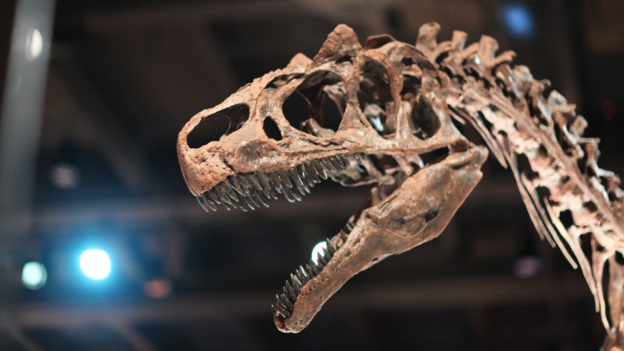 Почему «Парк юрского периода» невозможен: наука против кинофантастики Мечта о воскрешении динозавров, популярная благ...