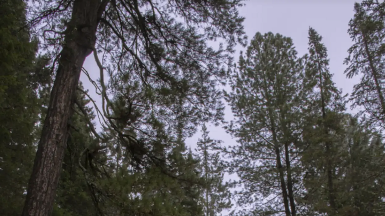 В тайге изучают загадочное каменное образование с необъяснимыми эффектами В архивных материалах сохранились данные о науч...