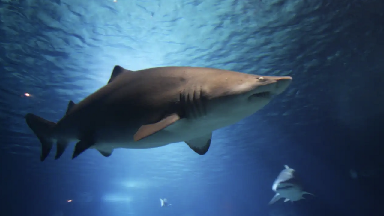 В 2025 году во всём мире зарегистрировано около...