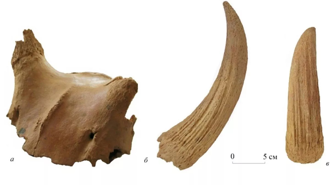 В пещере Таврида в Крыму найдены останки вымерш...