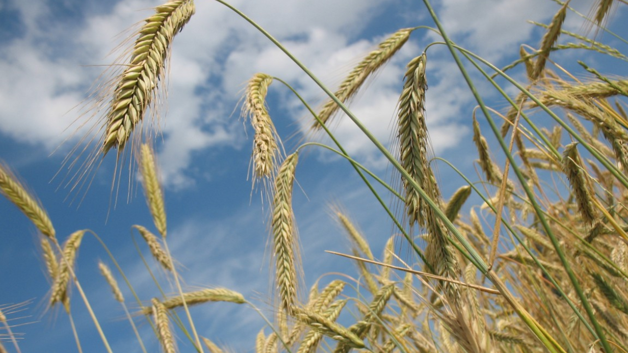 В конце марта на сельхозугодьях Крыма зафиксиро...