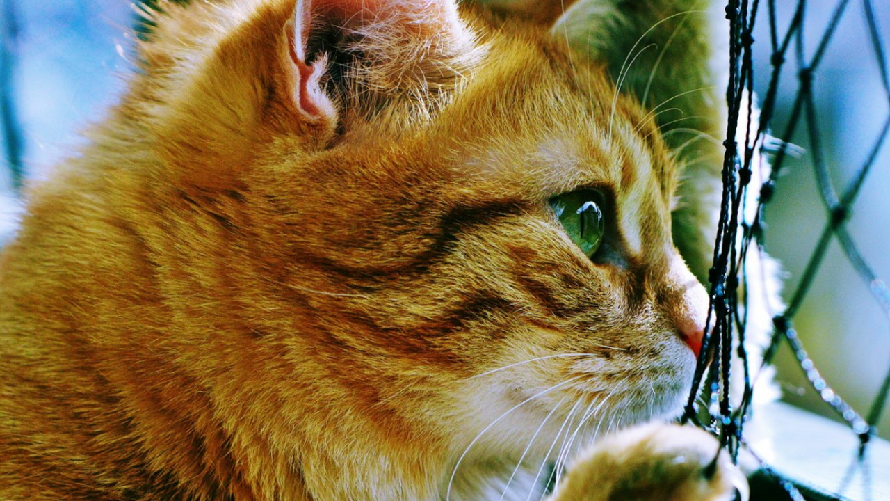 Исследования показали, что свободный выгул коше...