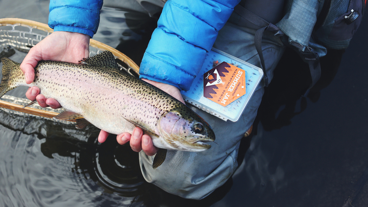 Купил форель из "Светофора" для засолки икры - вот что нашел: честный отзыв Попытка приготовить икру самостоятельно из форе...