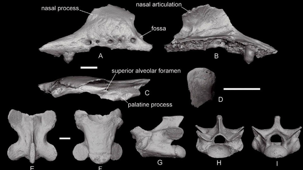 В пещере «Таврида» на территории Крыма палеонто...