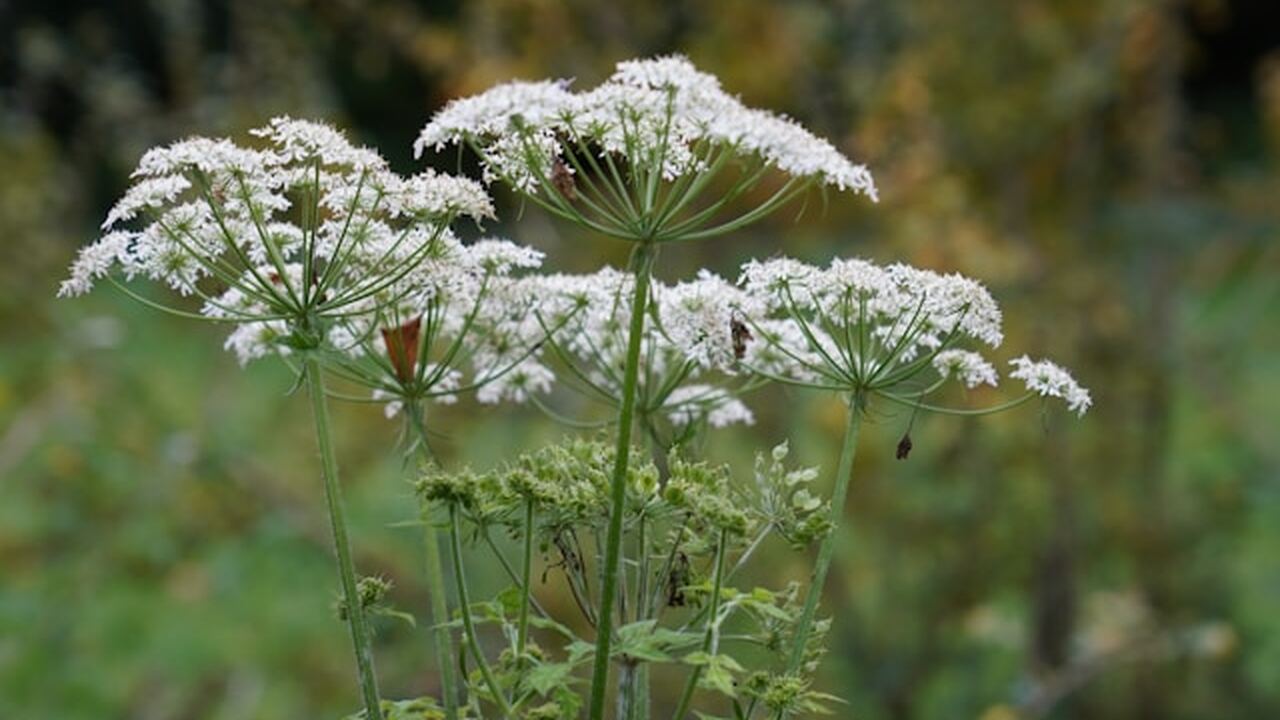 Разработчики из Школы анализа данных совместно ...