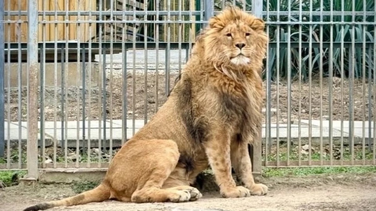 Лев Ромео, прибывший в симферопольский зооуголо...