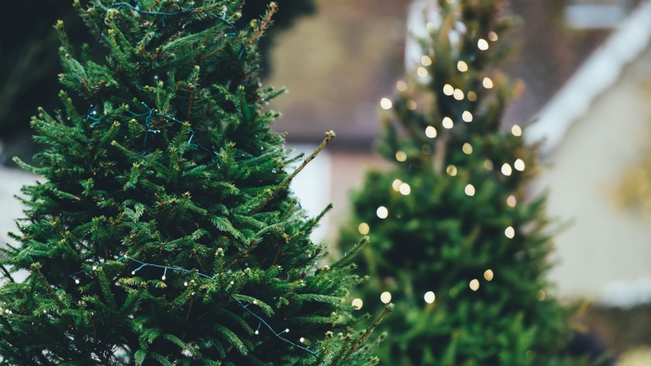 В Симферополе принимают новогодние ели на переработку В крымской столице стартует акция по сбору ново...