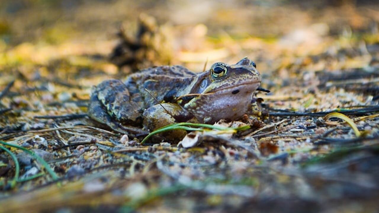 Учёные из Японского института передовых наук и ...