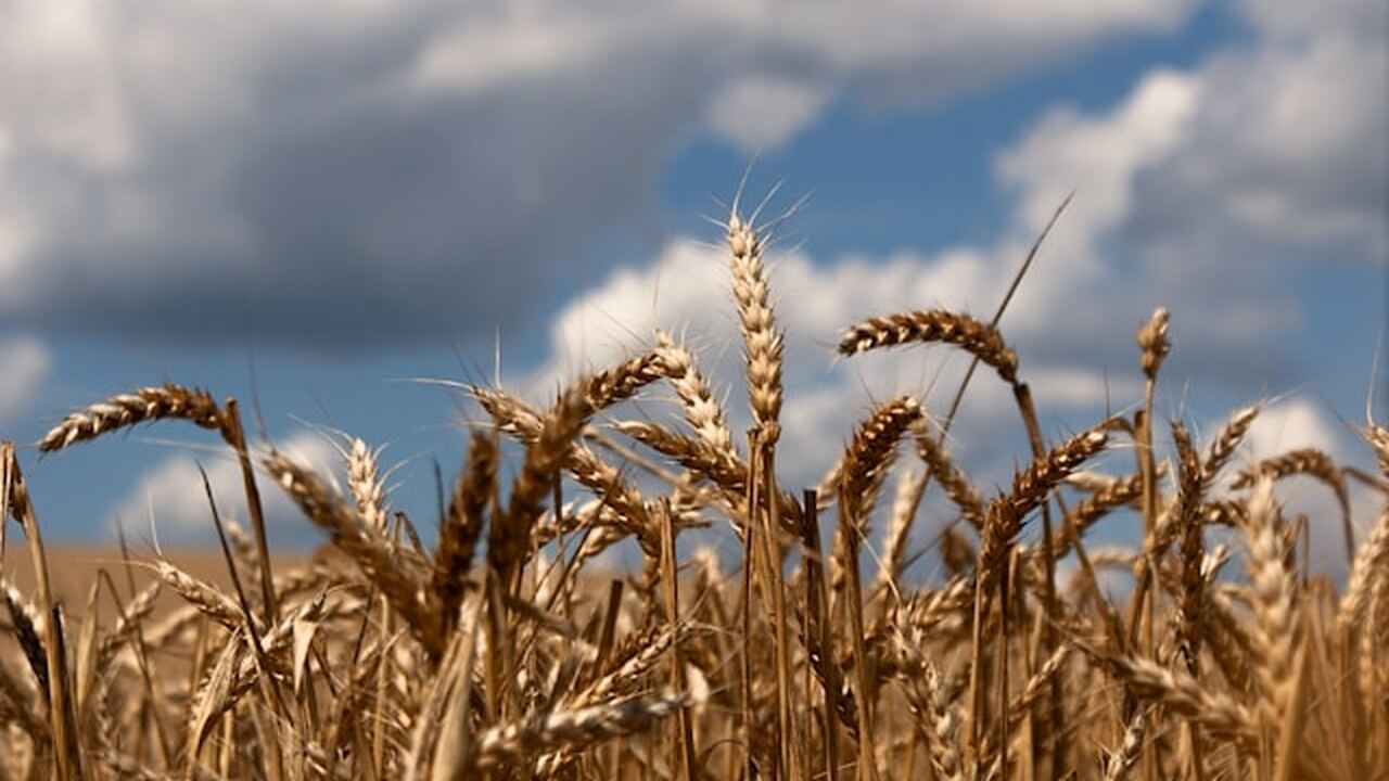 Археологи обнаружили на юге Грузии зерна древне...