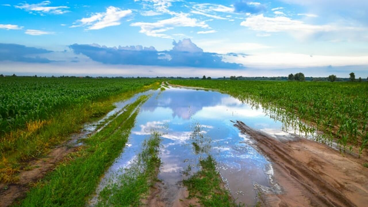 Болотные экосистемы играют важную роль в поддер...