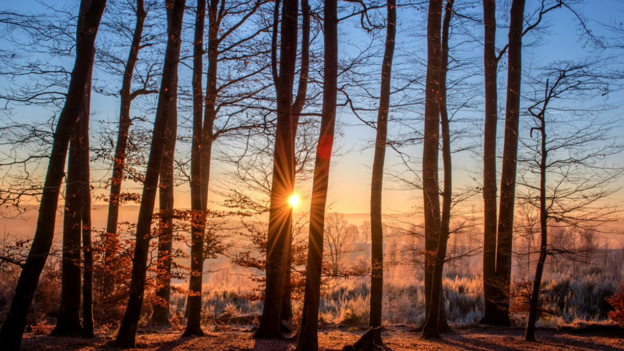 Январь 2026 года стал пятым самым теплым за вре...