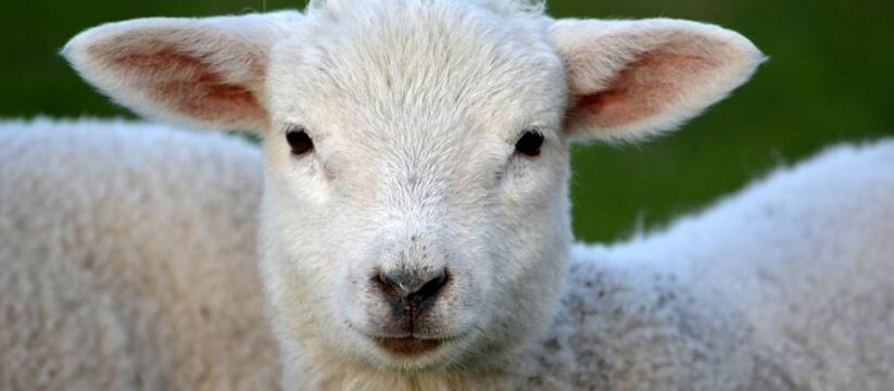 Ученые из Крыма создают овец, которые сбрасывают шерсть от жары