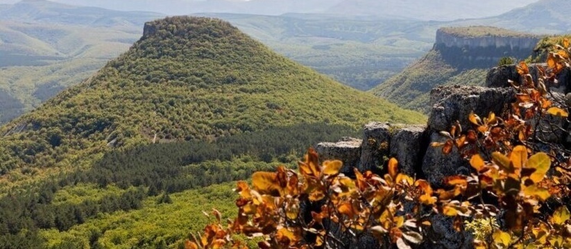 К 2026 году значительная часть лесных массивов ...