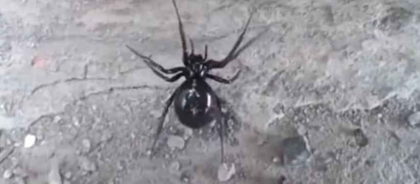 В Крыму фиксируется увеличение популяции ядовит...