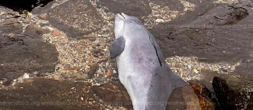 В Керчи зафиксирован необычный случай агрессии ...