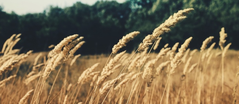 На «АгроЭкспоКрым-2026» министр сельского хозяй...