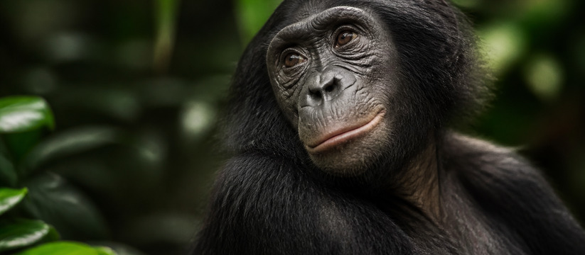 Миролюбие бонобо оказалось мифом: что скрывают «обезьяны-хиппи» Бонобо, известные как «обезьяны-хиппи», на деле...