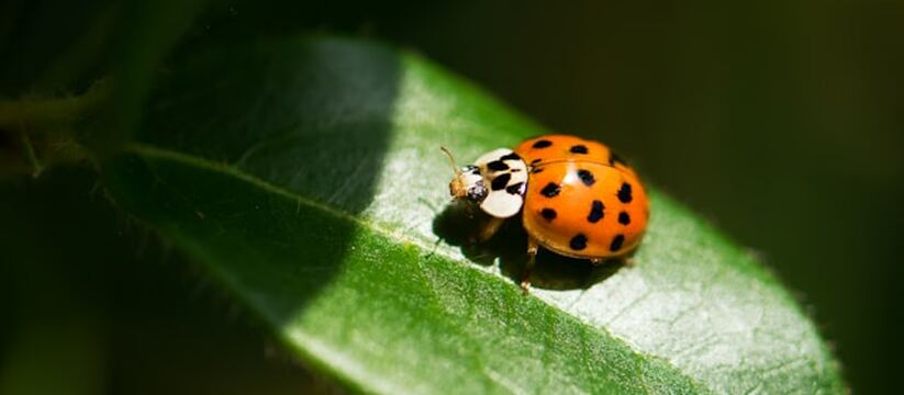 В Крыму удалось снизить численность опасного вр...