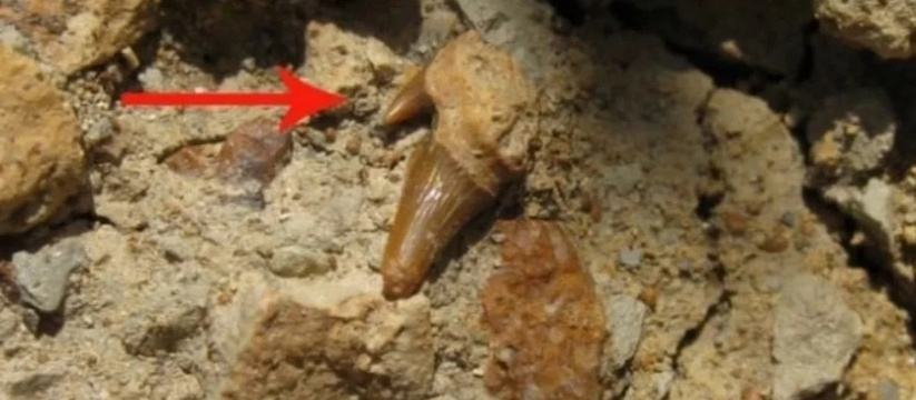 Симферополь стал местом удивительной палеонтоло...