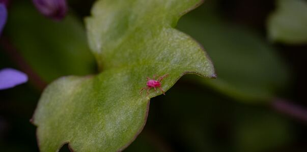 В Крыму началась вакцинация против клещевого эн...