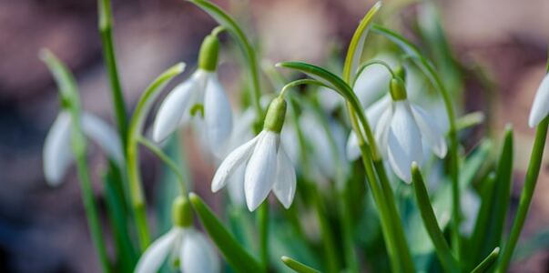 В Крыму напомнили о штрафах за сбор подснежников
