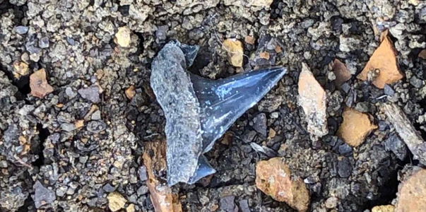 В Крыму нашли зубы древних акул возрастом около...