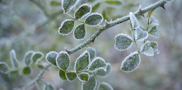 В Крыму предупредили о риске апрельских заморозков