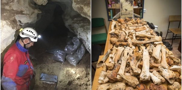 В Крыму обнаружили неизвестный ранее подвид дре...