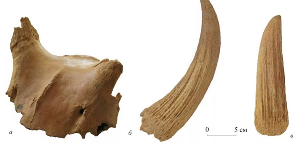 В Крыму обнаружили кости ранее неизвестного под...
