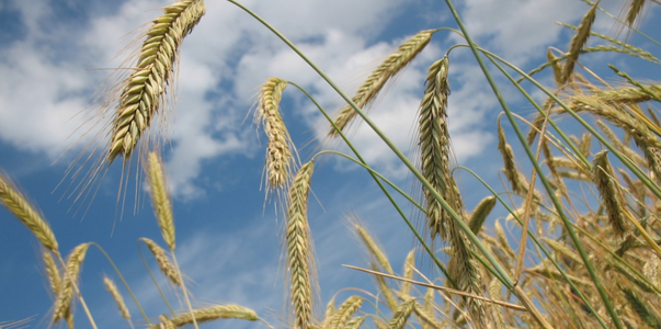 Аграриям Крыма грозят потери урожая из-за вспыш...