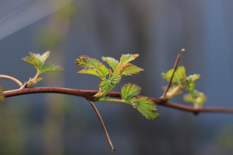 Тепло придёт раньше привычного: в Гидрометцентре раскрыли прогноз весны 2026 года