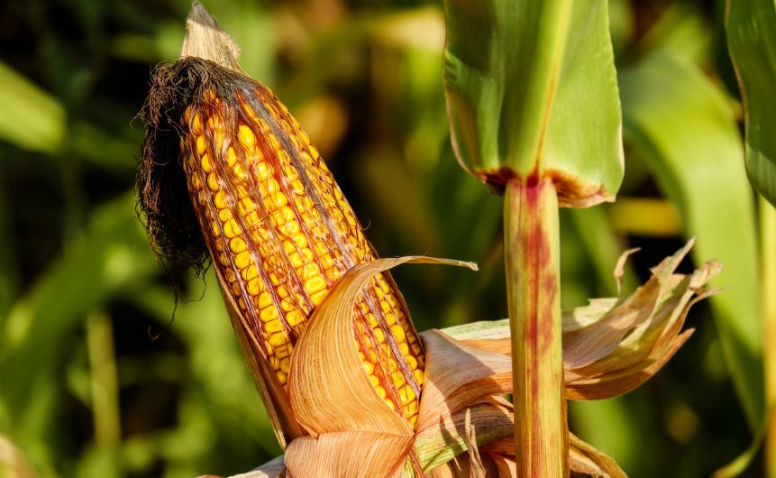  Убивает печень и почки: в России нашли тонны зараженной кукурузы 