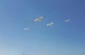 Холодная зима способствовала восстановлению эко...