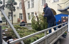 Незаконная ёлочная торговля пресечена в Ялте