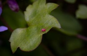 В Крыму началась вакцинация против клещевого эн...