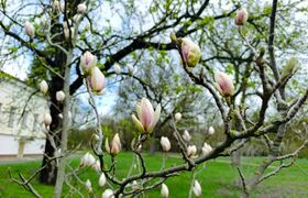В ботсаду Симферополя зацвели магнолии