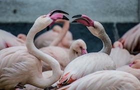 У озера в Феодосии появилась крупная колония фл...