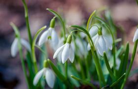 В Крыму напомнили о штрафах за сбор подснежников