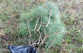 В Крыму оштрафовали мужчину за обрезку сосновых...